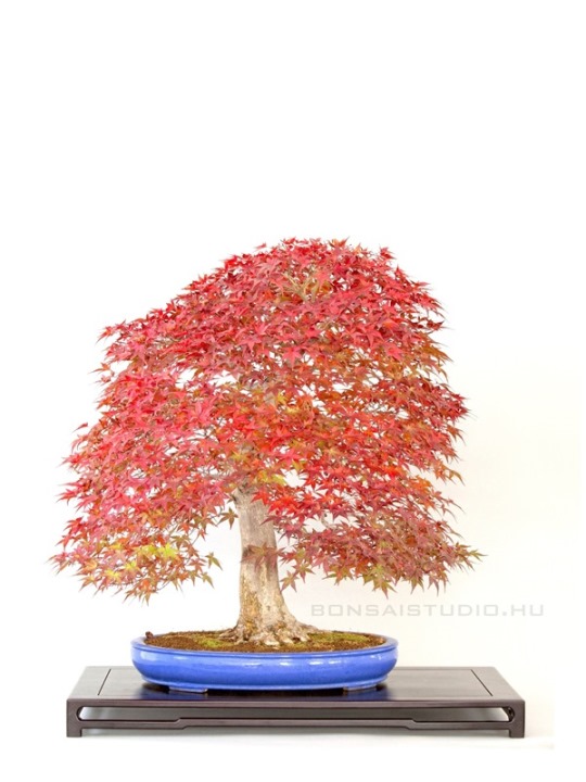 japan juhar bonsai oszi kerteszeti napok 2013 bonsai kiallitas corvinus egyetem